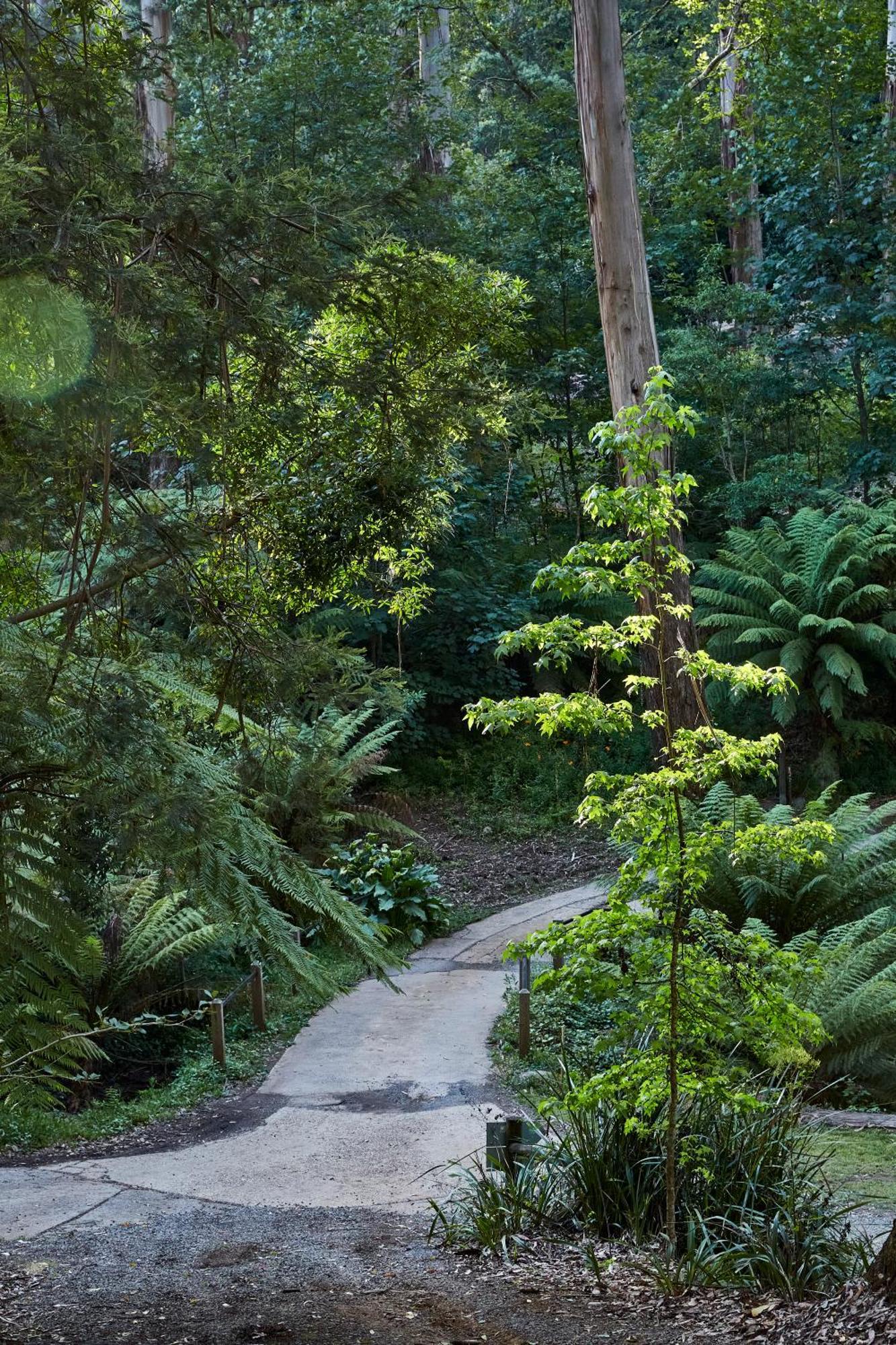 The Fernglen Forest Retreat Mount Dandenong Exterior photo